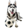 Siberian Husky