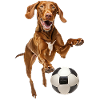 Vizsla