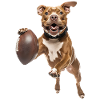 American Pitbull Terrier