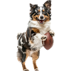 Australian Shepherd