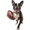 Boston Terrier