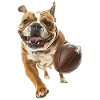 Bouledogue