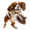 American Pitbull Spaniel