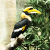 Tier Nashornvogel