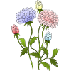 Fleur