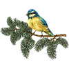 Bunter Vogel