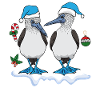 Blue-footed boobies Christmas
