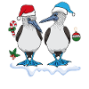 Blue-footed boobies seabirds Christmas