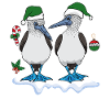 Blue-footed boobies seabirds Christmas