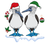 Blue-footed boobies Christmas