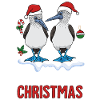 Galapagos Christmas