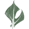 Monstrea (Rhaphidophora tetrasperma) leaf