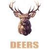 Deer Deer