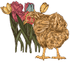 Poulet Poulets Volaille Poulailler Fleurs