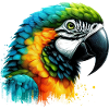Parrot