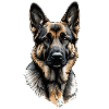 german shepherd