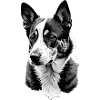 cattledog
