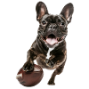 Fransk bulldog