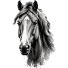 Pferd