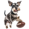 Zwergschnauzer