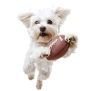 Maltese