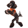Poodle