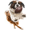 Saint Bernard