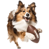Shetland Sheepdog