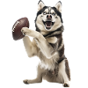 Siberian Husky