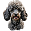 poodle