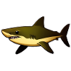 Poisson requin