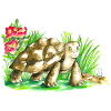 Tartaruga di terra