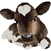 Small Lying Cow
