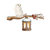 Winter-Eule Winter Owl