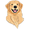 Dog Golden Retriever
