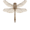Dragonflies Dragonfly