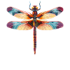 Dragonflies Dragonfly