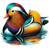 Mandarin duck