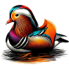 Mandarin duck