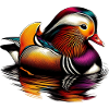 Mandarin duck