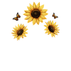 Sommerblomster blomst inspirasjon motivasjonsordtak
