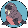 Sea Lion Walrus Alaska
