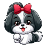shih tzu 3