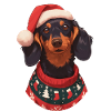 Christmas motif with a dachshund