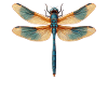 Libellules Libellule