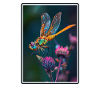 Dragonflies Dragonfly