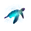 Turtle with stars