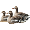 Geese