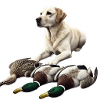 White Labrador Ducks 1