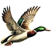 Mallard Duck 3